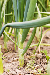 Fototapeta premium Green onions