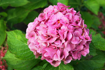 Hortensie mit rosa Blüten ein Hingucker in jedem Garten