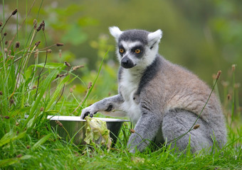 Ring-tailed lemur