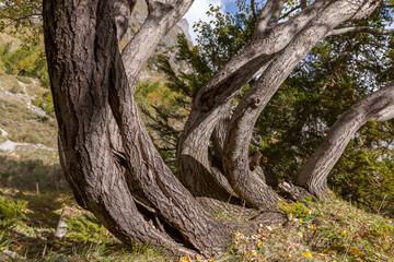 Tronc d'arbre,fendu