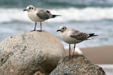 Seagulls on the stones
