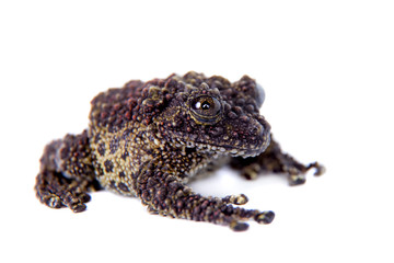 Vietnamese Mossy Frog isolated on white