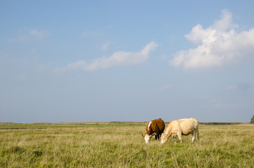 Idyllic view at a pastureland with grazing cows