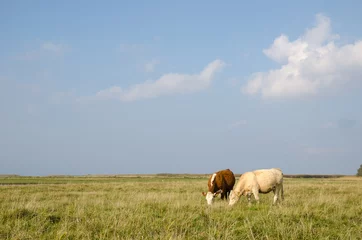 Abwaschbare Fototapete Kuh Idyllic view at a pastureland with grazing cows