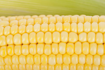 Corn on the cob closeup.