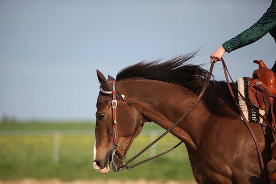Westernreiten