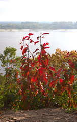 Baumspr&ouml;ssling an der Elbe-Rissen-Hamburg