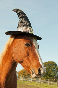 Pony wearing Witches hat