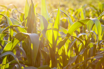 Corn field at the sunset
