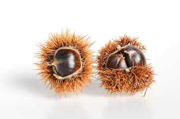 Maroni Esskastanien in Fruchtstandh&uuml;lle reif