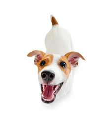 Jack russell terrier - 71455388