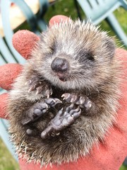 Igel-Baby auf dem R&uuml;cken in der Hand