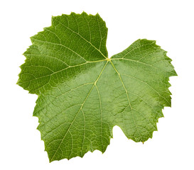 grape leave isolated on the white background