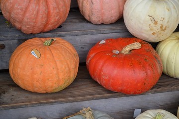 Pumpkins!-Pumpkins!-Pumpkin Stand!-1