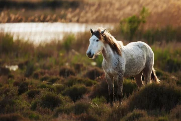 Fotobehang White horse of Camargue © lucaar