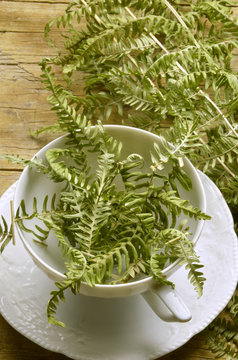 Pteridophyta Pteridophyte シダ植物門 Felce نباتات لازهرية وعائية