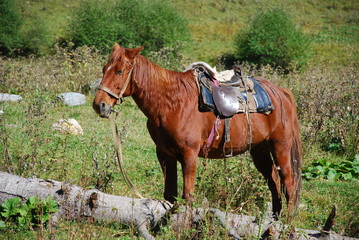 Смирный конь © vitaliiaberestok