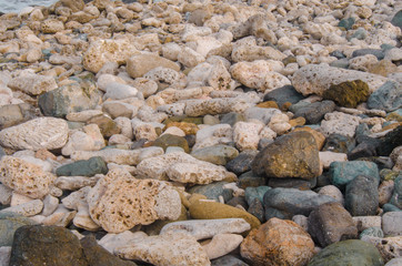 Coral and Rock Beach Close Up