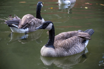 Branta bernicla goose