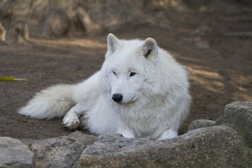Obraz na płótnie Canvas Arctic Wolf