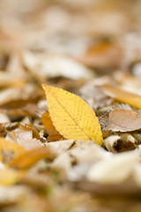 黄葉したケヤキの落ち葉