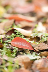 黄葉したケヤキの落ち葉