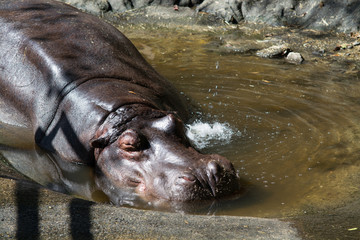 カバのポートレート
