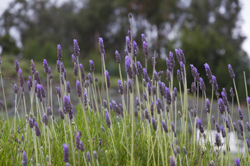 English Lavender