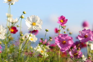 コスモス