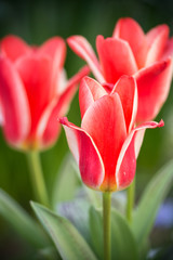 Naklejka premium チューリップ