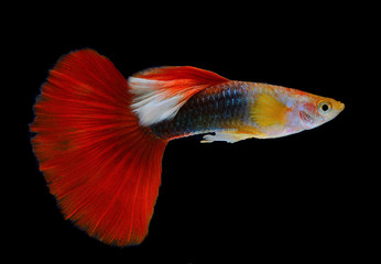 Beautiful Guppy Isolated on Black Background