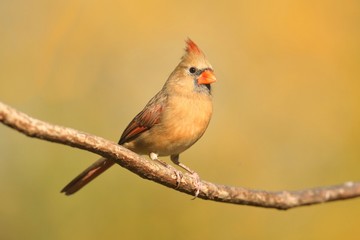 Female Cardinal On A Branch