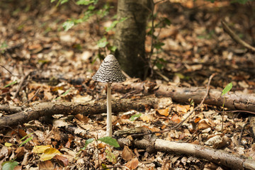 beautiful coprinus conatus mushroom growing in a forest