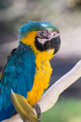 ルリコンゴウインコ