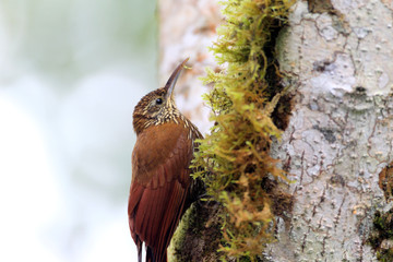 Montane Woodcreeper (Lepidocolaptes lacrymiger) in Ecuador