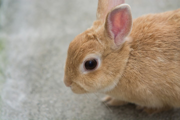 ウサギのポートレート