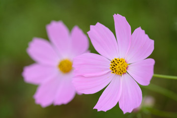 Obraz premium コスモス＠佐世保展海峰