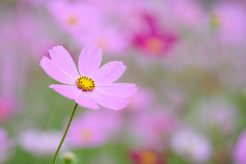 コスモス＠佐世保展海峰