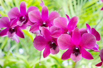 Orchids