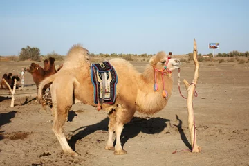 Crédence de cuisine en verre imprimé Chameau camel in desert