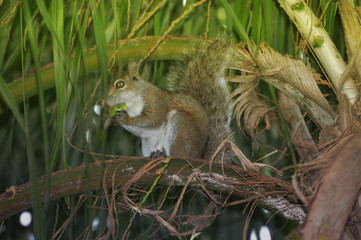 Squirrel on palm tree