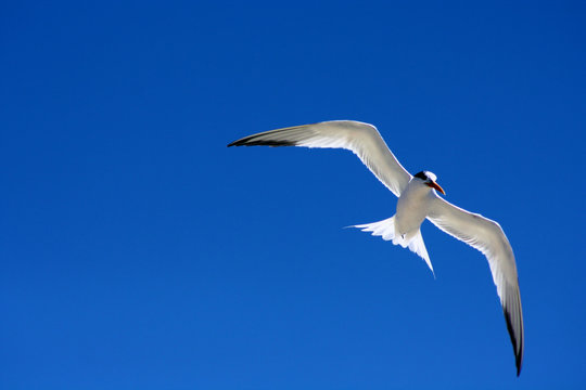 Caspian Tern in Flight