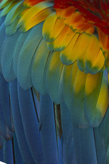 Fototapeta premium Macaw feathers abstract background