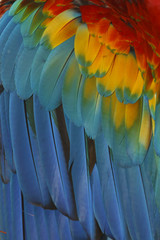 Macaw feathers abstract background