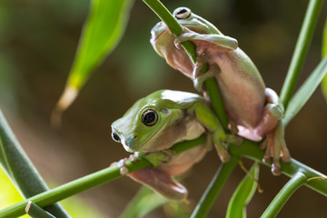 Australian Green Tree Frogs © Andrew Blue