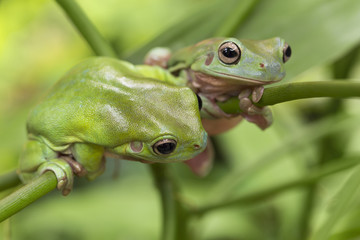 Australian Green Tree Frogs © Andrew Blue