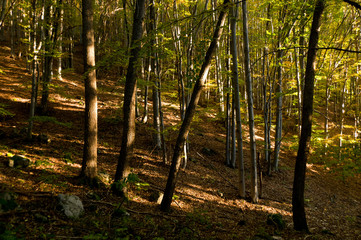 Misty Autumn Forest