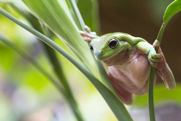 Australian Green Tree Frog © Andrew Blue