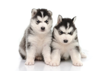 Cute black and white siberian husky puppy sitting and looking on