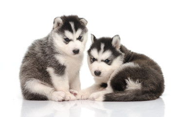 Obraz premium Cute black and white siberian husky puppy sitting and looking on